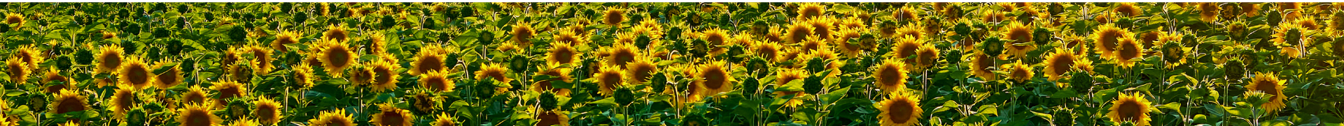 cultivo de girasoles